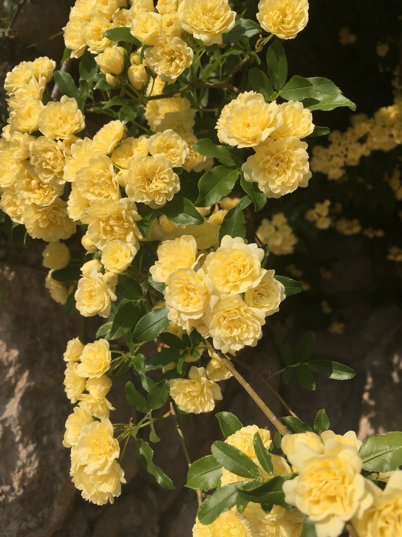 160 (Kopiowanie).JPG