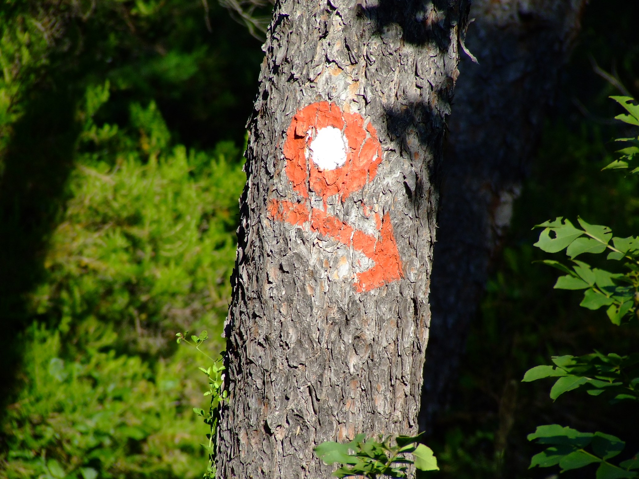 DSCF3568 - Kopia.JPG