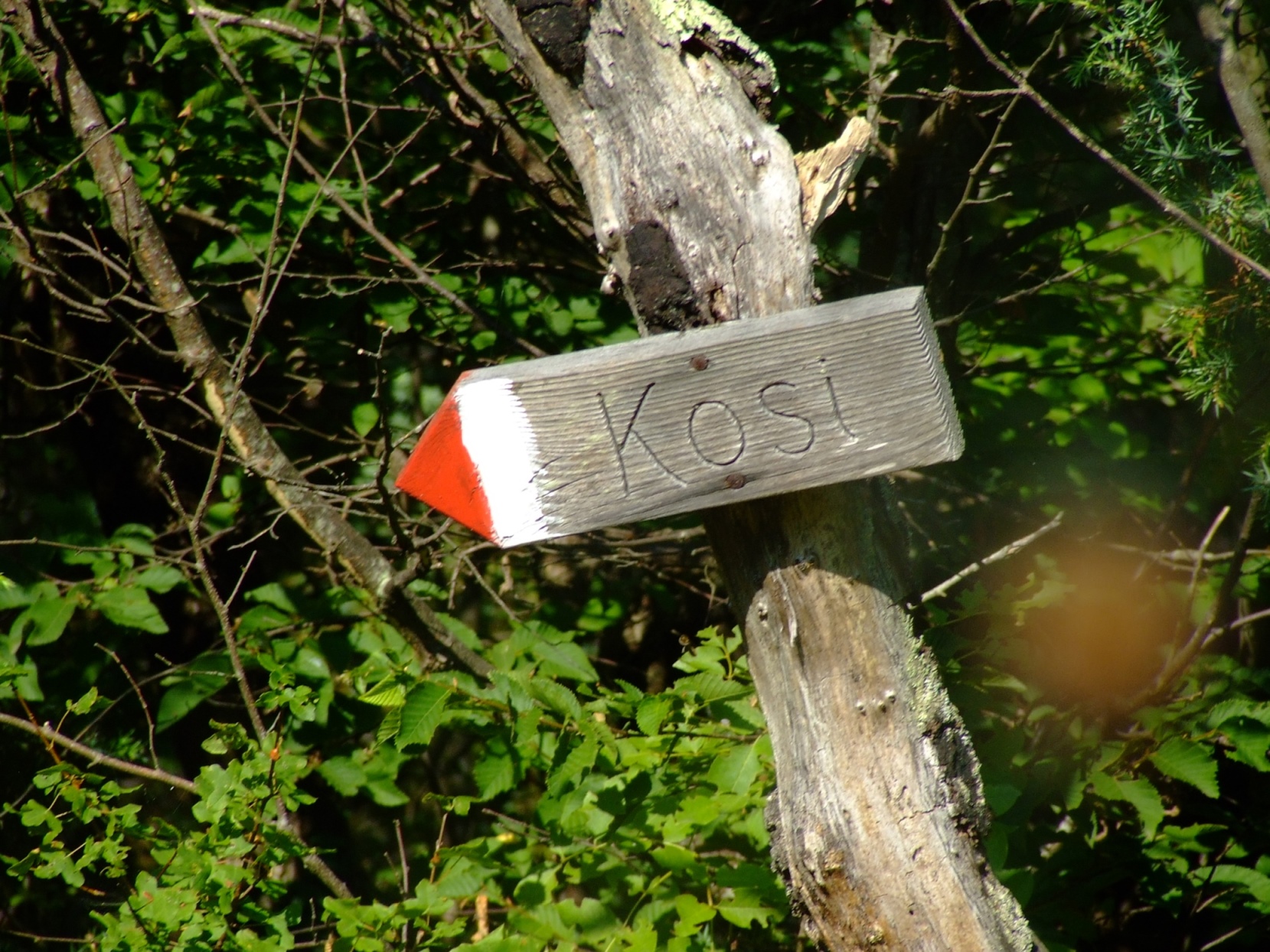 DSCF3727 - Kopia.JPG