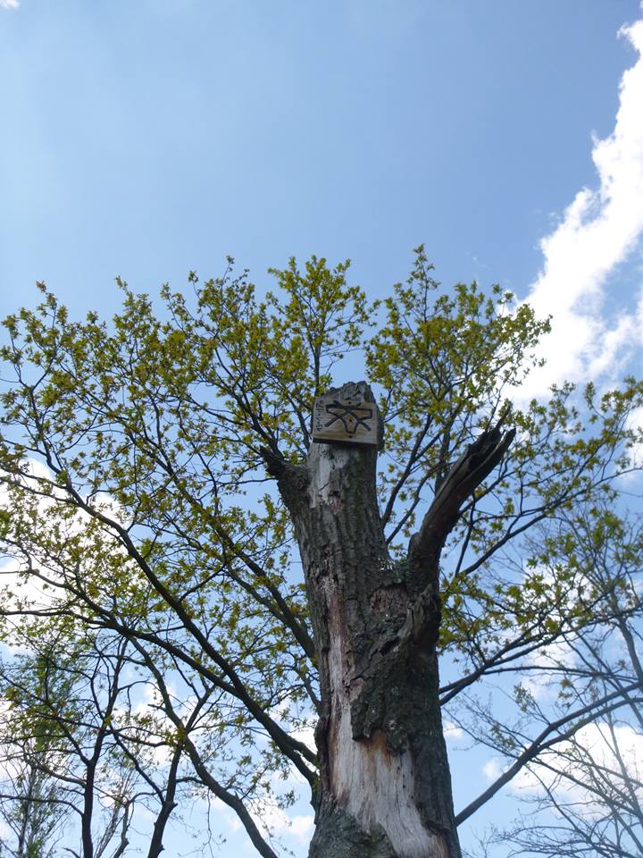 bezmajtkowcy (6).jpg