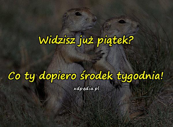 widzisz_juz_piatek_co_ty_dopiero_srodek_tygodnia_15940.jpg