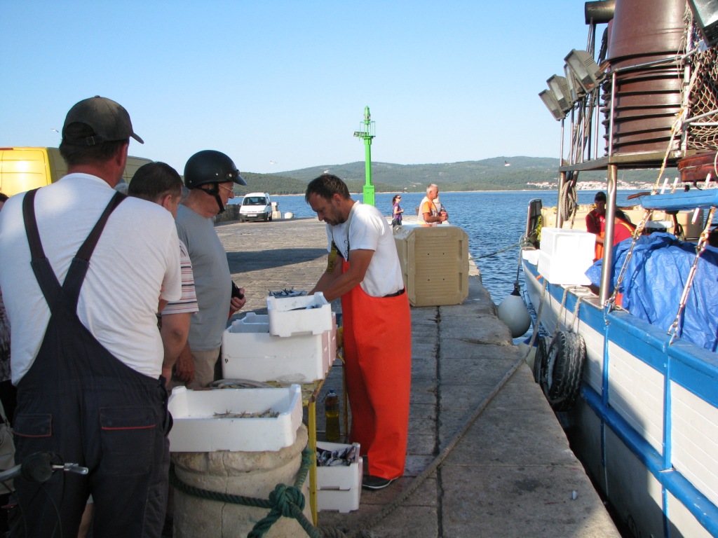 sprzedaż rybki podobnej do makreli po 30 kn/kg / ryba 1.JPG ryba 1.JPG