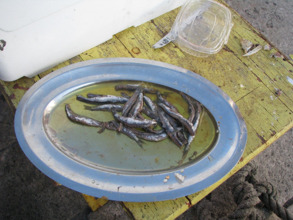 anchois do degustacji przed ewentualnym zakupem / ryba 2.JPG ryba 2.JPG