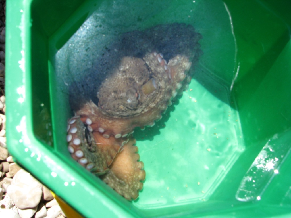 oktopus.JPG oktopus.JPG