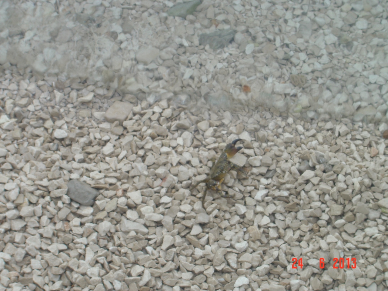 krabik się do nas uśmiecha / DSC02245 (1280x960).jpg DSC02245 (1280x960).jpg