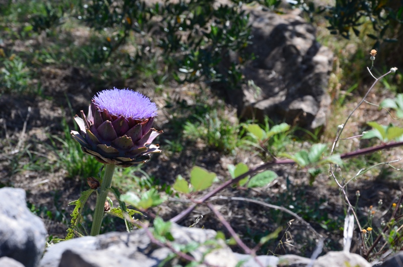 kwiaty / DSC_0264.JPG DSC_0264.JPG