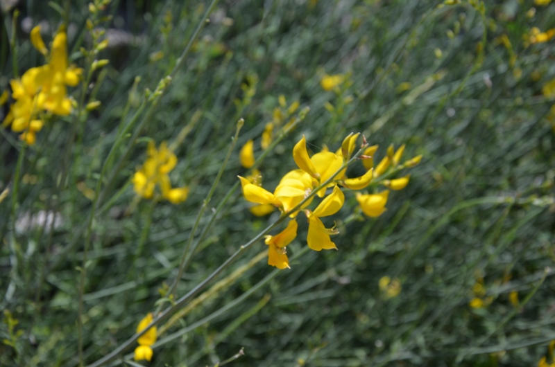 kwiaty / DSC_0268.JPG DSC_0268.JPG