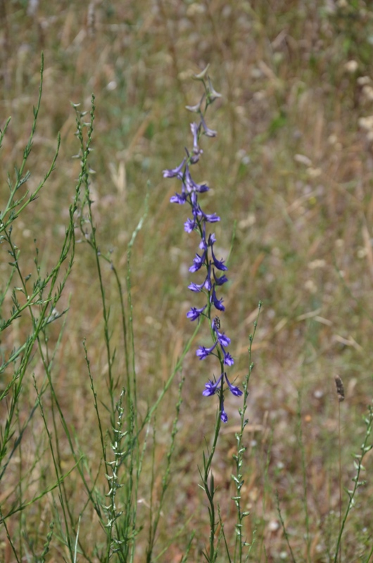 kwiaty / DSC_0273.JPG DSC_0273.JPG