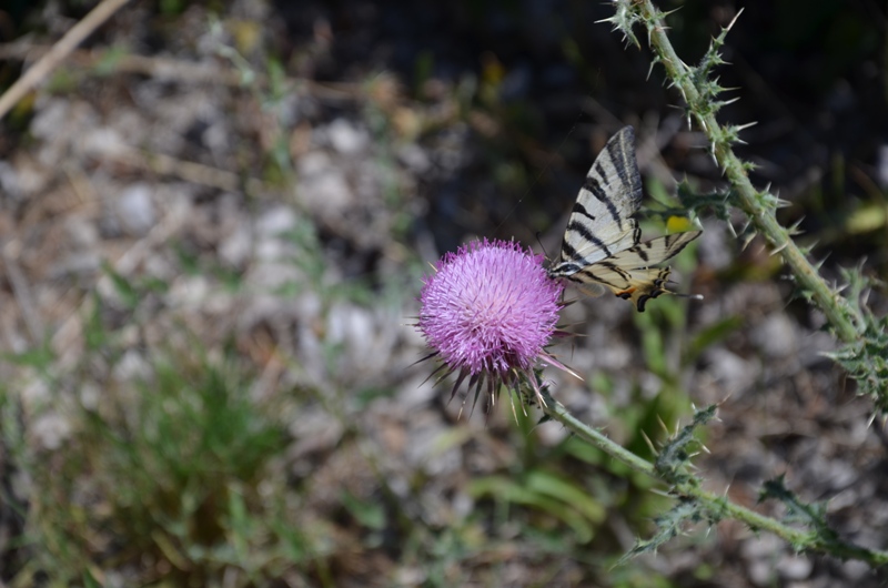 motyl / DSC_0270.JPG DSC_0270.JPG