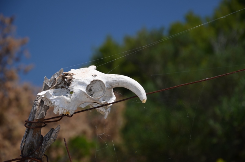 ku przestrodze / DSC_0276.JPG DSC_0276.JPG