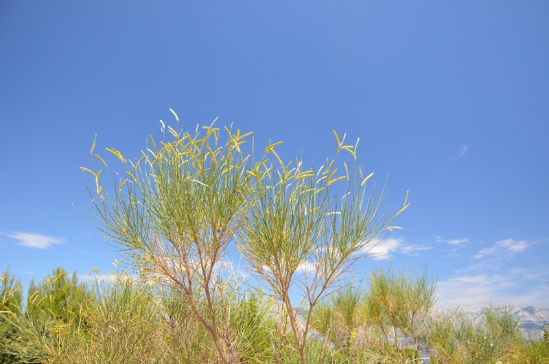 droga wśród traw / DSC_0293.JPG DSC_0293.JPG