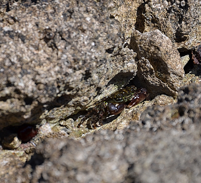 Krab / DSC_0285.JPG DSC_0285.JPG