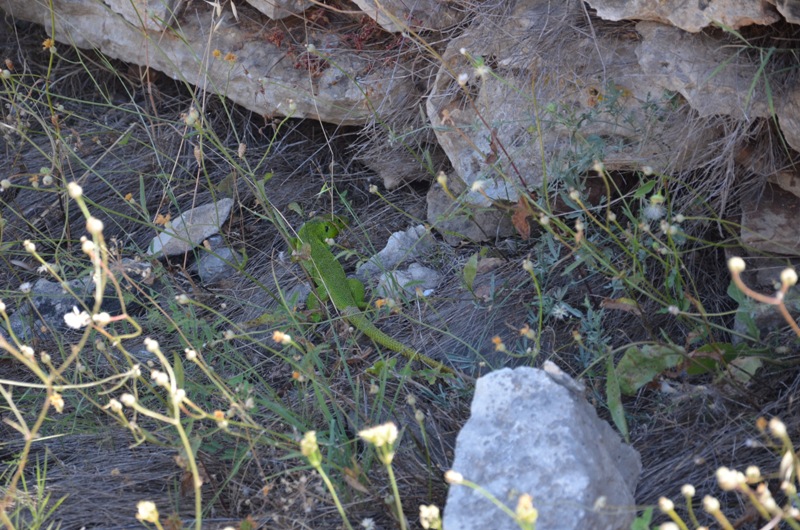 jaszczurka / DSC_0297.JPG DSC_0297.JPG