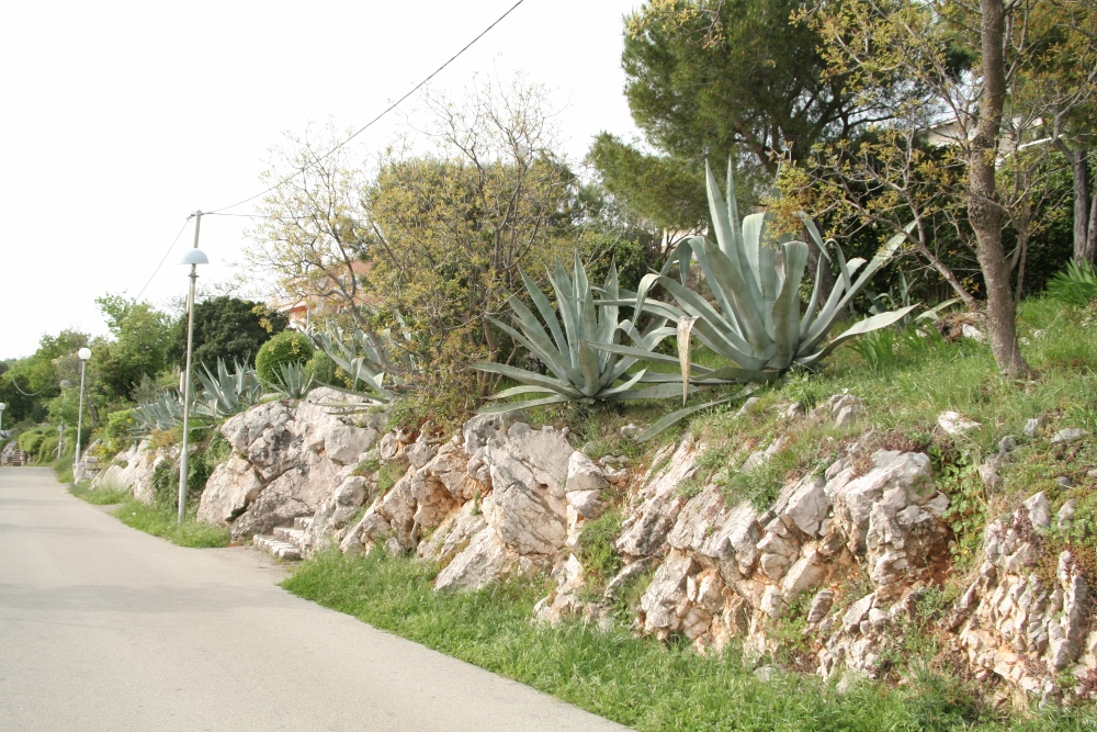 IMG_2759 (1000x667).jpg