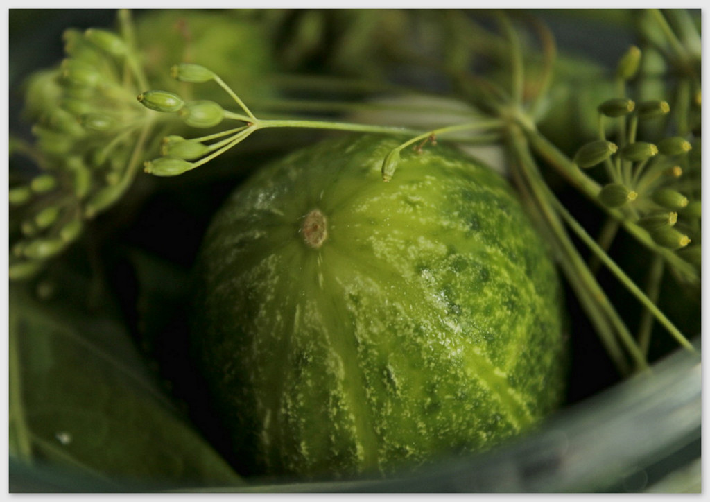Ja układam ogórki w słoikach "kwiatkiem do góry" nie znam wprawdzie opracowań naukowych na temat jaki ma to wpływ na ich jakość, ale tak się nauczyłam w domu, i tak mi zostało... :D / zrobione1.jpg zrobione1.jpg