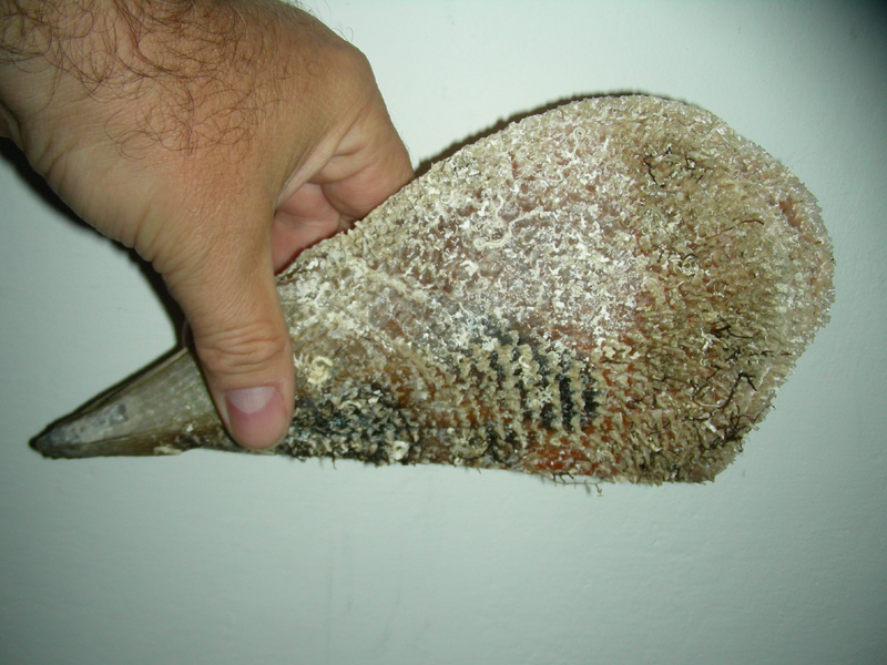 Śmierdzi do dziś i wietrzy się na parapecie. / muszla.JPG muszla.JPG