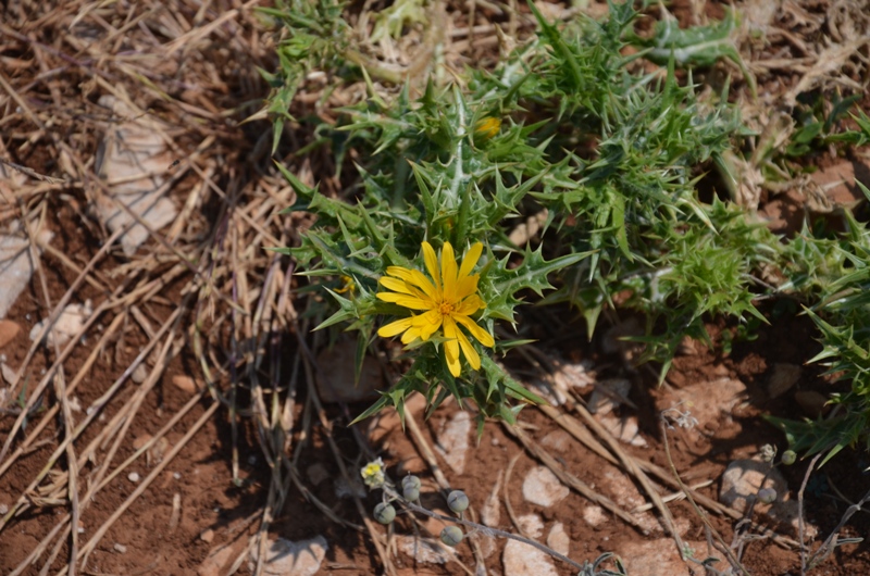 roślinki / DSC_0272.JPG DSC_0272.JPG