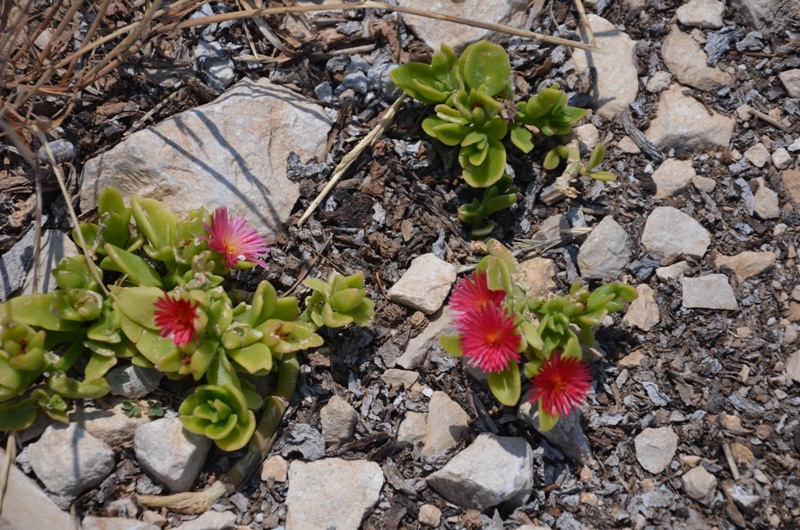 rośinki / DSC_0274.JPG DSC_0274.JPG