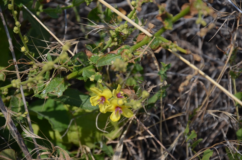 roślinki / DSC_0280.JPG DSC_0280.JPG