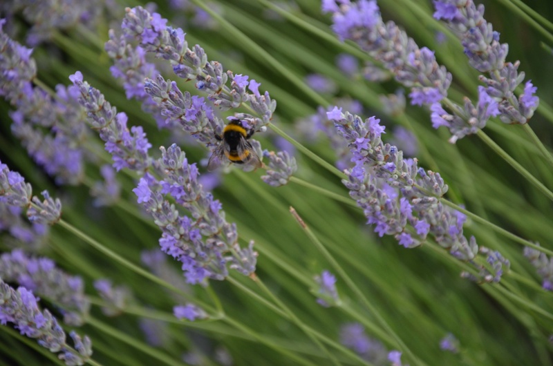 lawendowo / DSC_0294.JPG DSC_0294.JPG