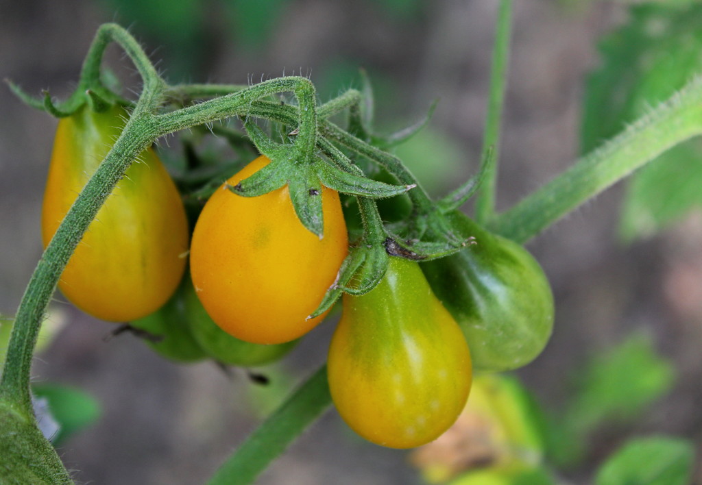 Samosiejka a sądząc po kształcie - gruszkowe? O_o / IMG_1328a.JPG IMG_1328a.JPG
