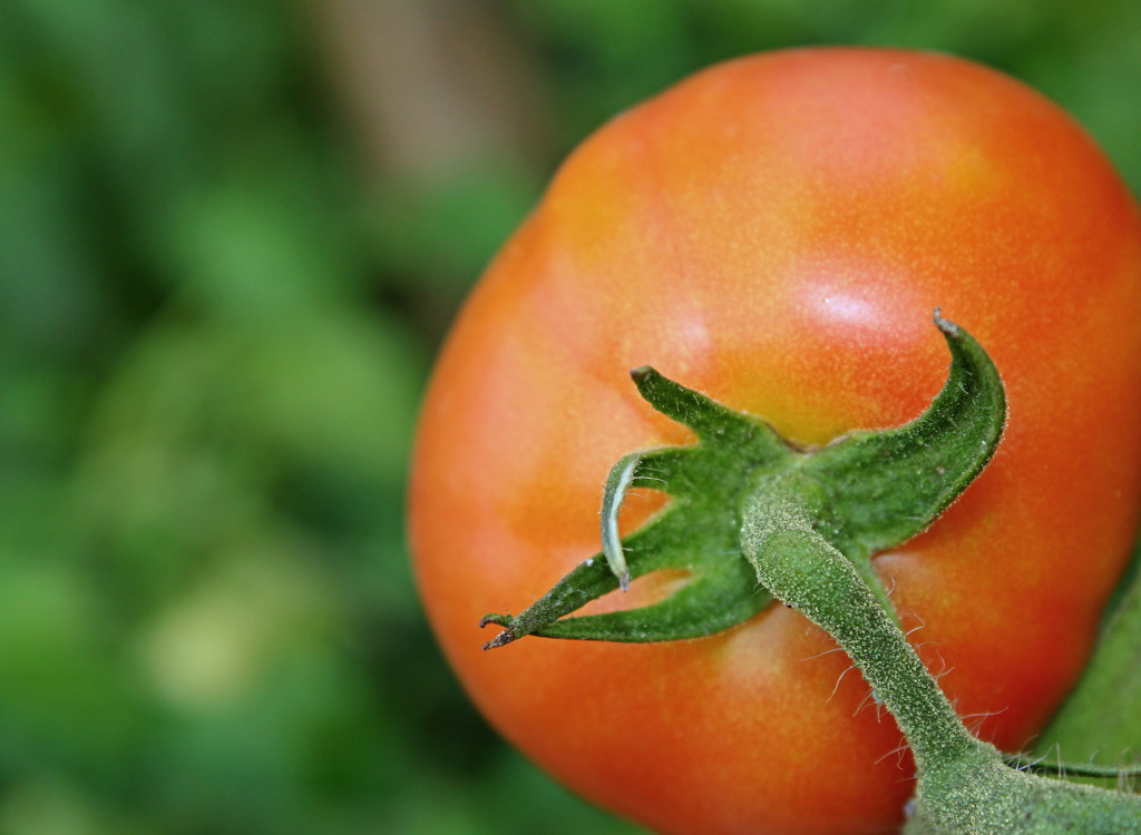 Smakowo jedne z lepszych - Sain't Pierre... / IMG_1327a.JPG IMG_1327a.JPG