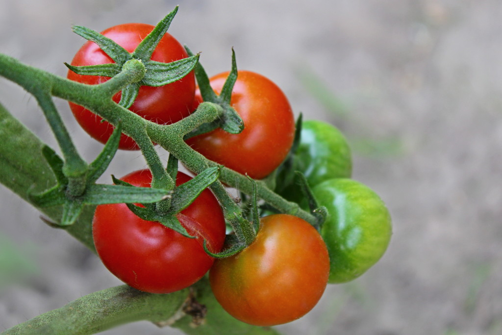 ... / IMG_1320a.JPG IMG_1320a.JPG