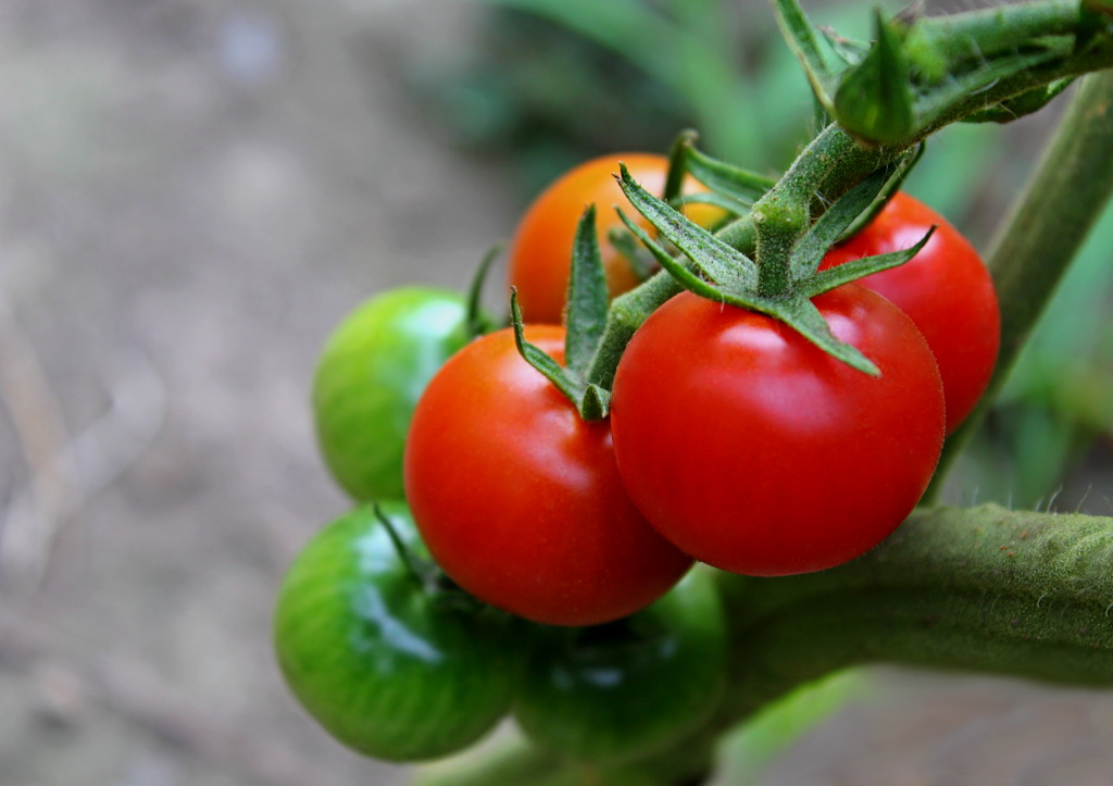 Moje ulubione i też samosiejka - winogronowe... / IMG_1319a.JPG IMG_1319a.JPG