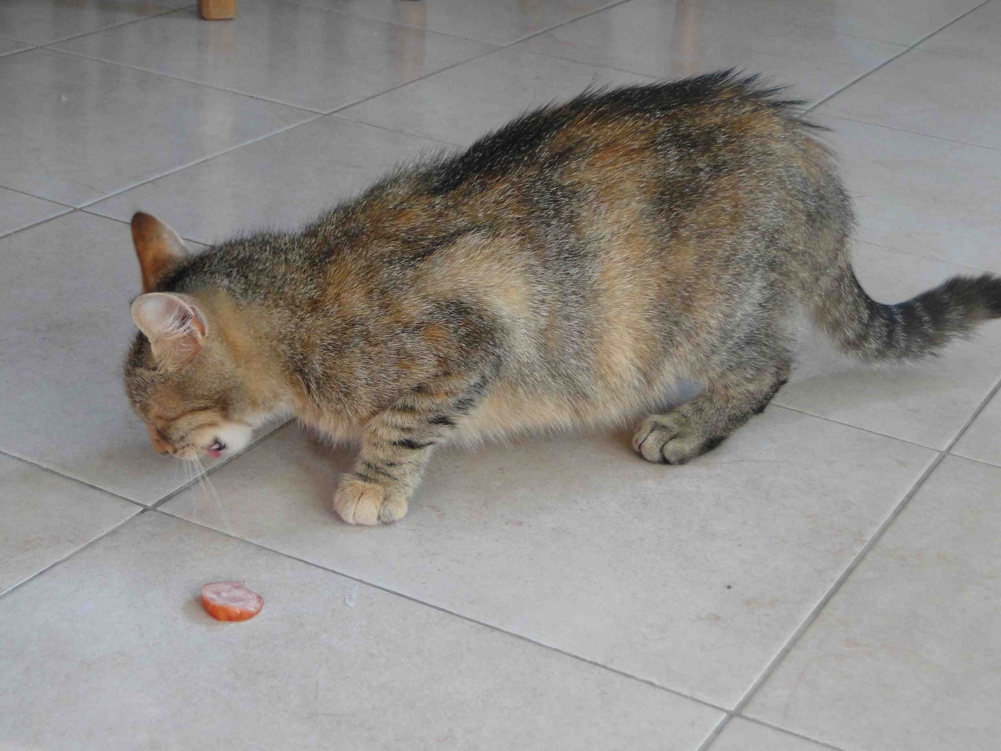 DSC04516.JPG DSC04516.JPG