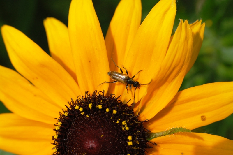 lipcowa tapeta s.JPG