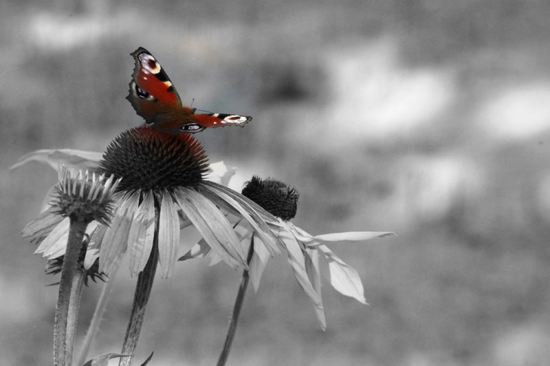 motyle na tapete s.jpg