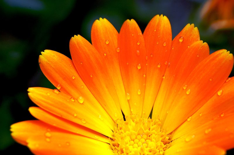 nagietek na tapete s.jpg