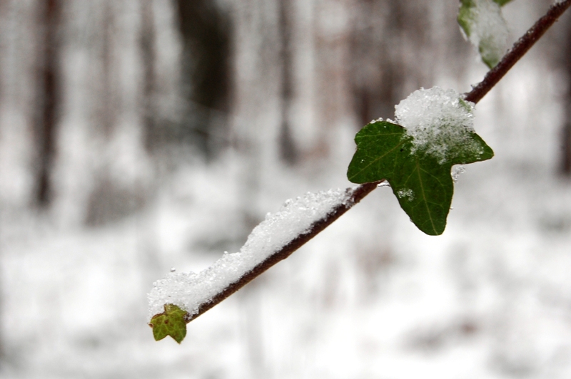 zimowa tapeta 2010 s.JPG