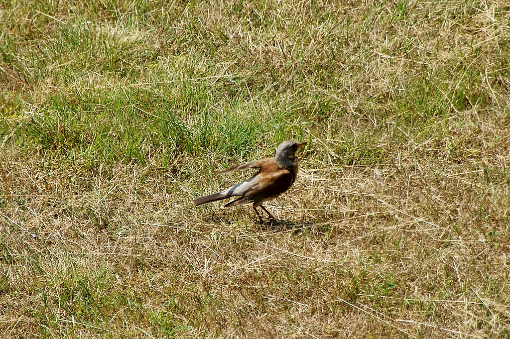 21VII2013(K1) 047a.JPG