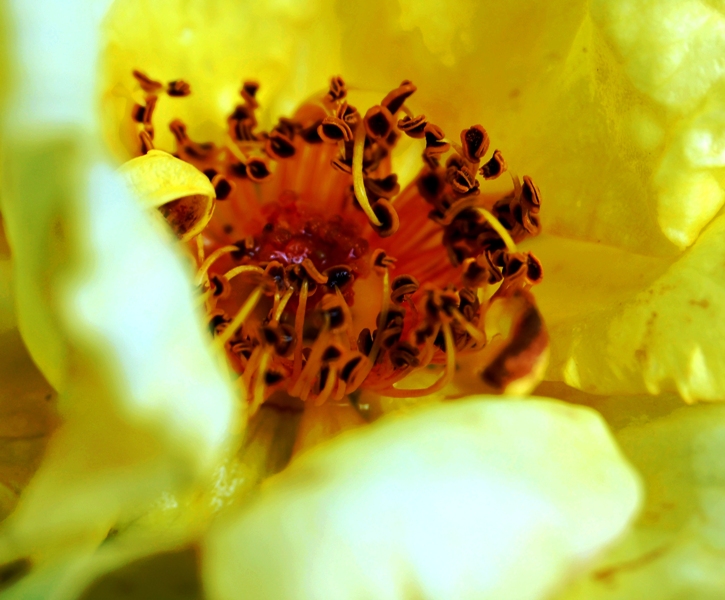 roza bardzo zolta.JPG