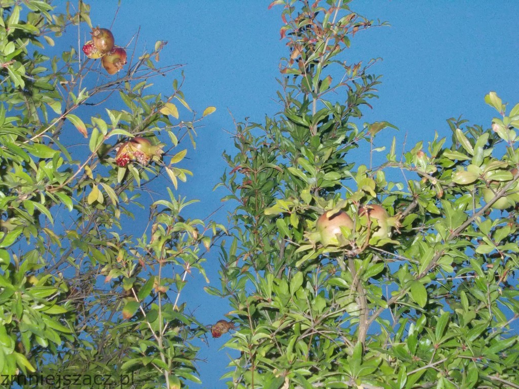 CHORWACJA 2013 1166_zmniejszacz-pl_919519.jpg