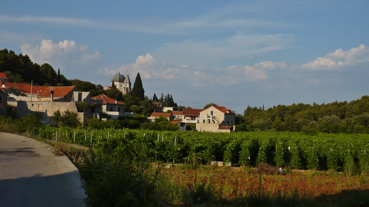 Svirce i pola winorośli / P1030350 (1280x720).jpg P1030350 (1280x720).jpg