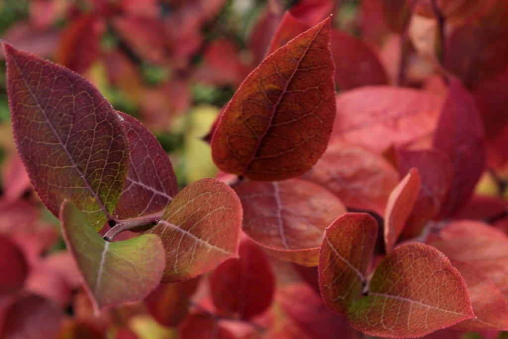 Więcej czerwonych... / _MG_2408a.JPG _MG_2408a.JPG