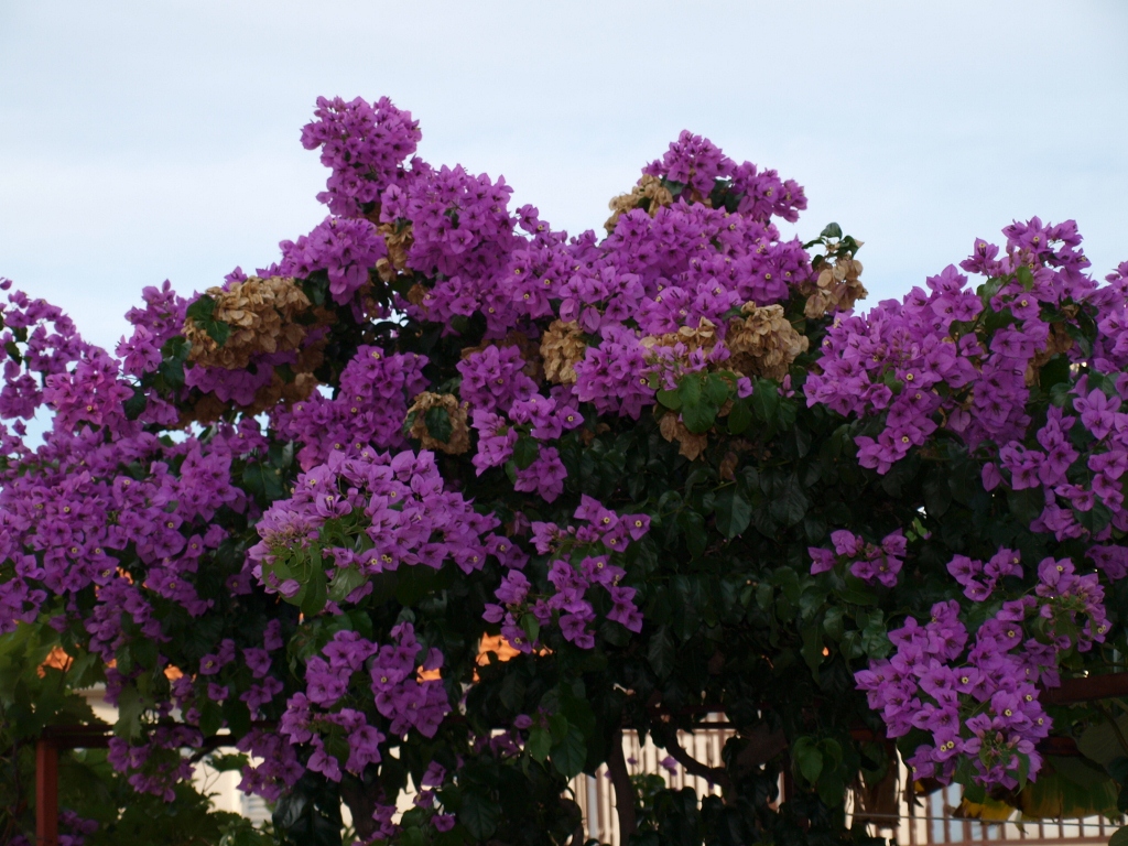 P9159860 (1024x768).jpg