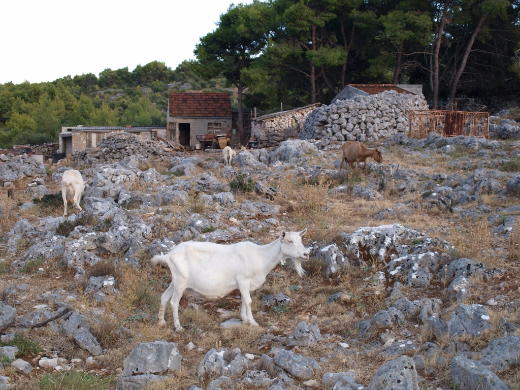 P9159898 (1024x768).jpg