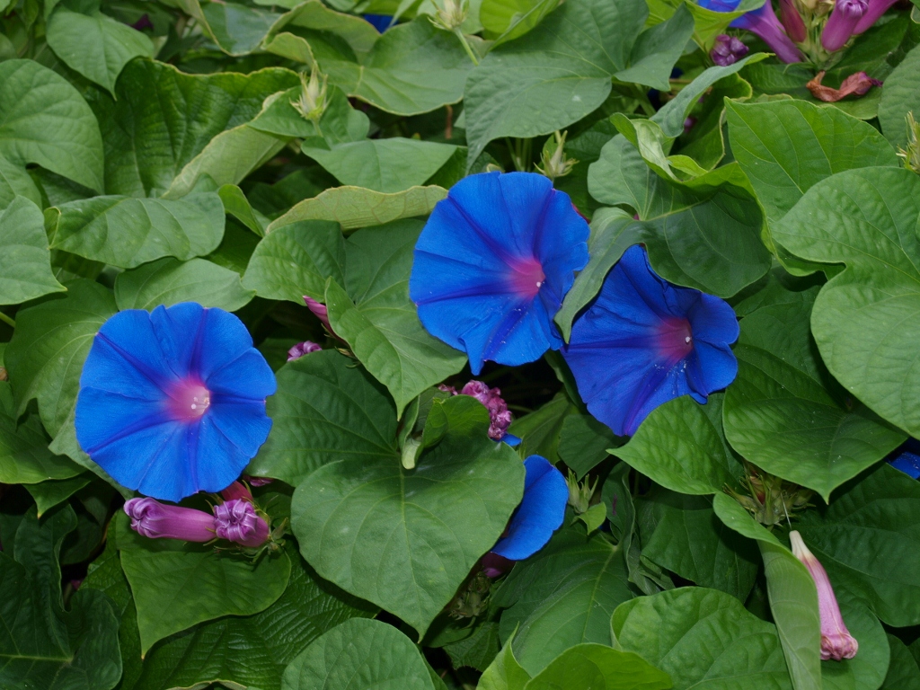 P9170326 (1024x768).jpg