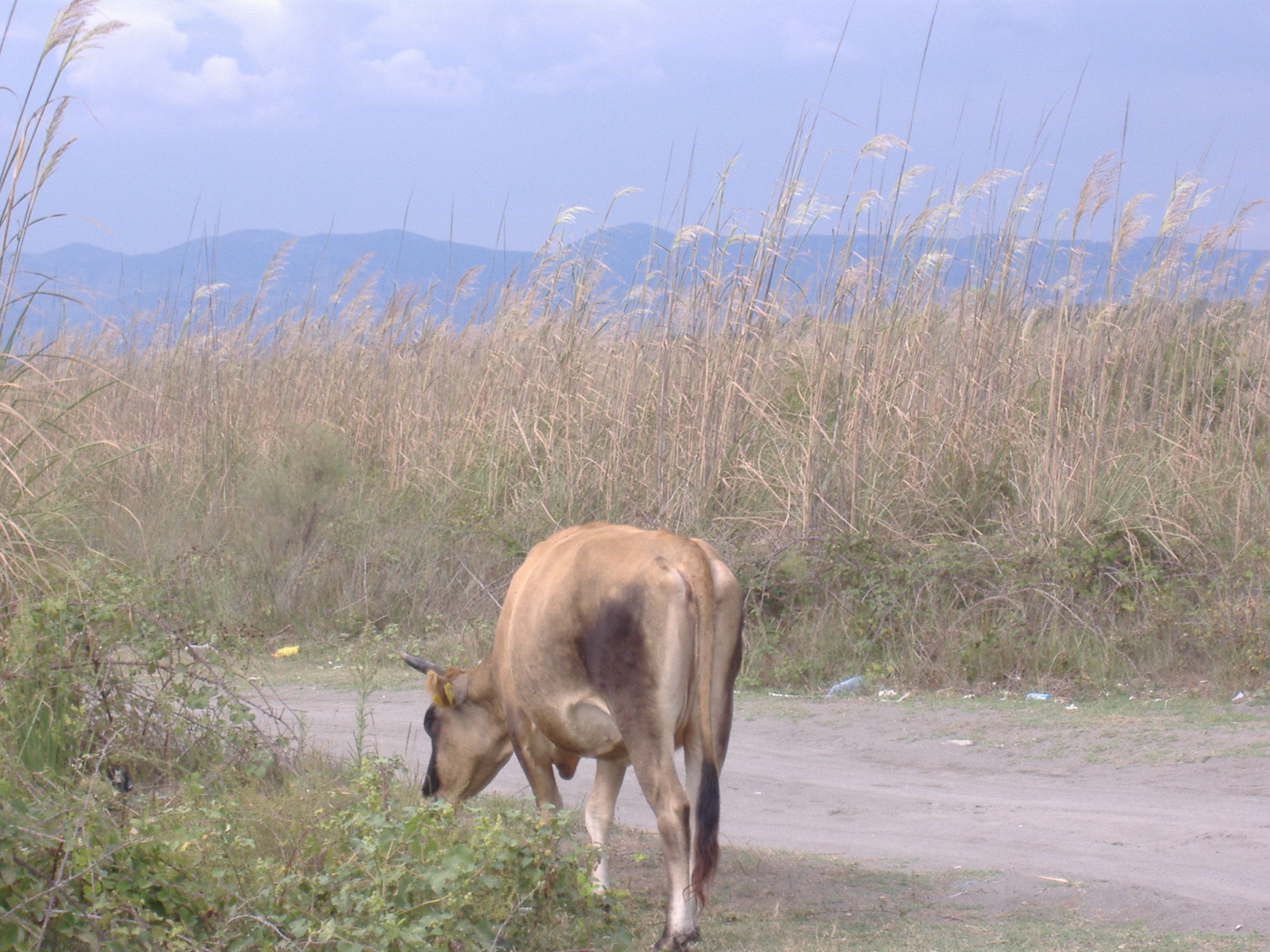 DOLNI STOK KROWA a.jpg