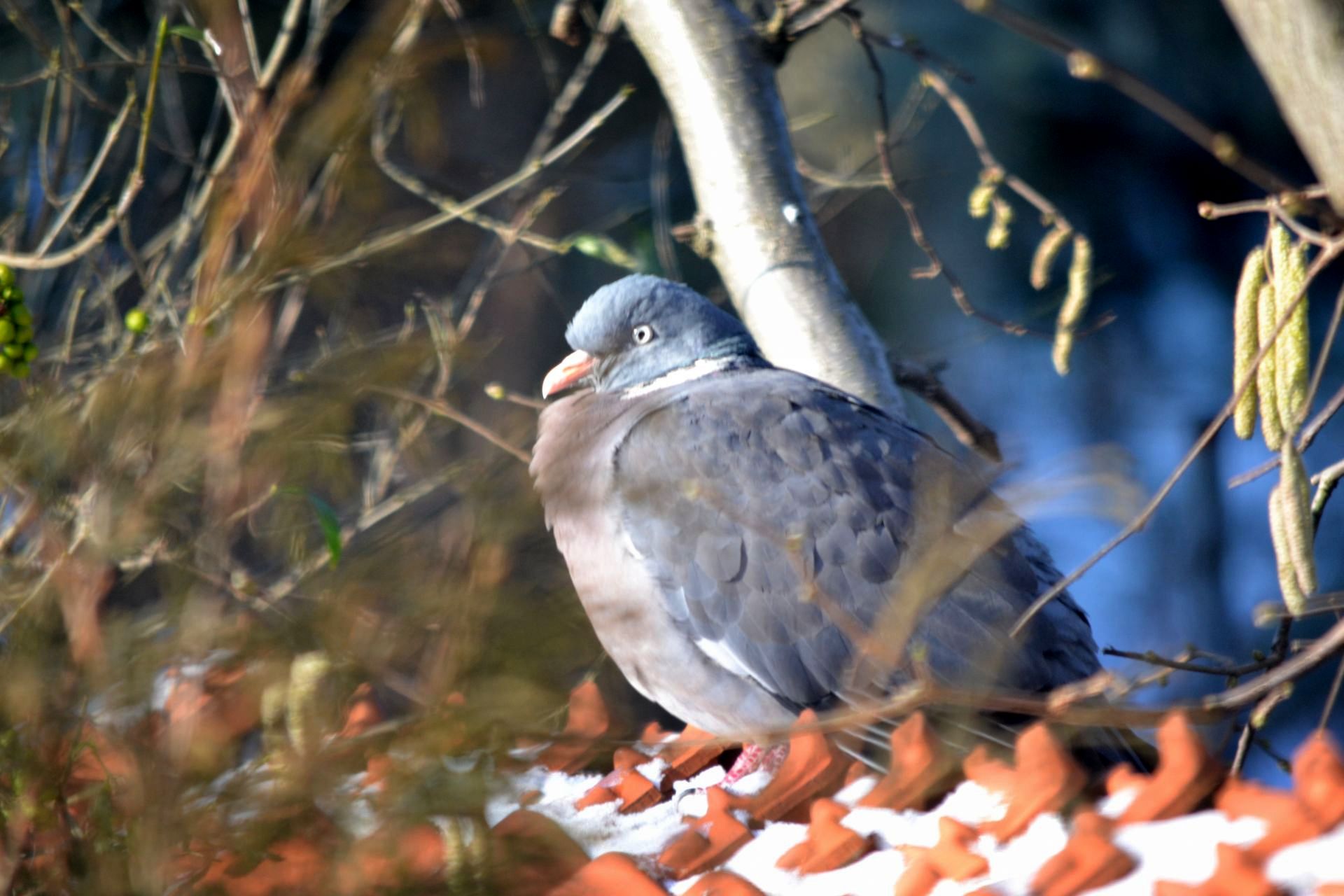 badyle test (11).JPG