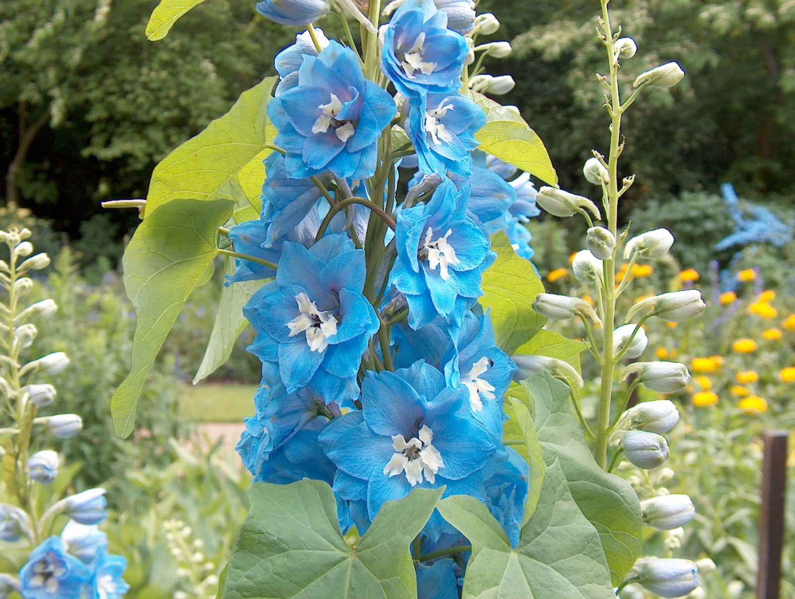 HPIM5374 [1600x1200].JPG