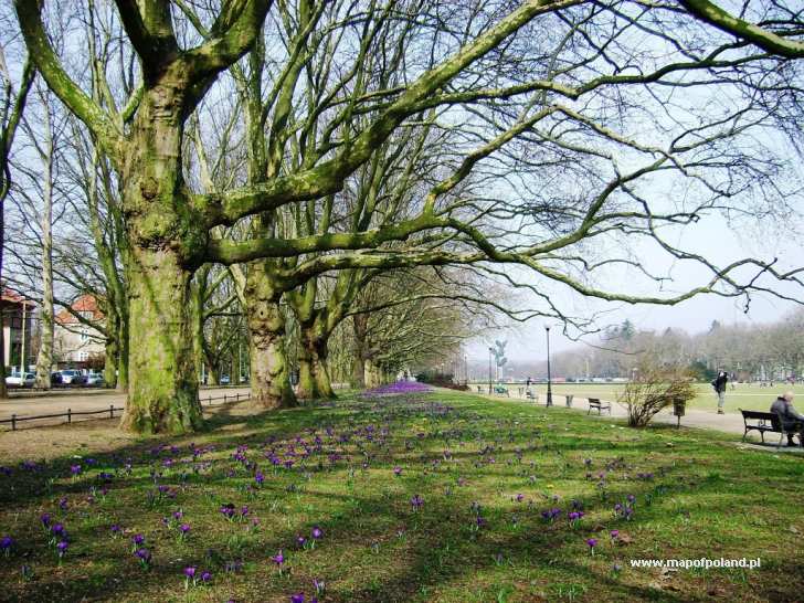 Krokusy-i-platany-na-Jasnych-Błoniach-Szczecin[1].jpg