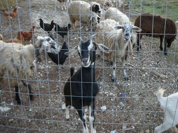 Argassi 2013 a 356a.jpg