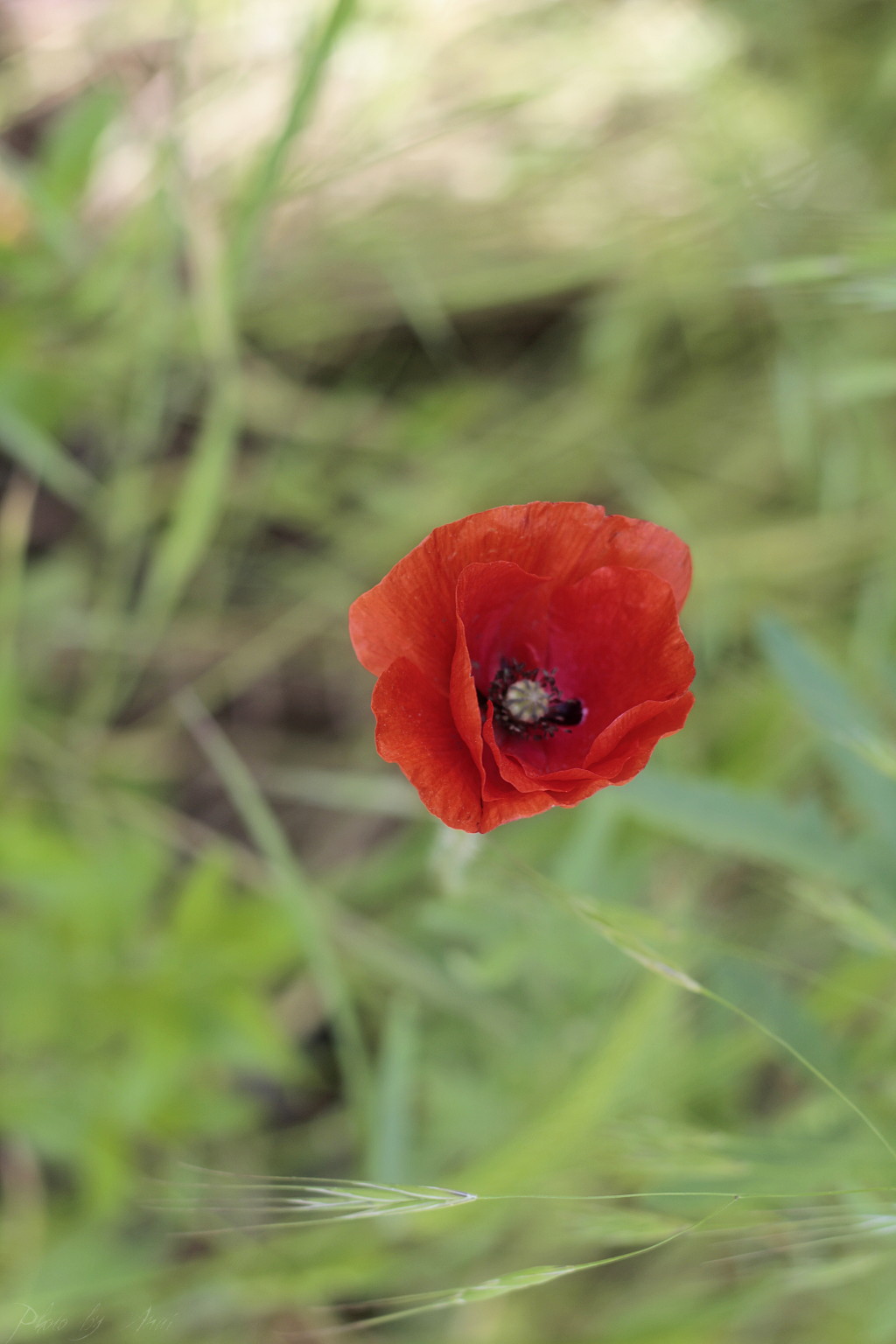 _MG_8981a.JPG