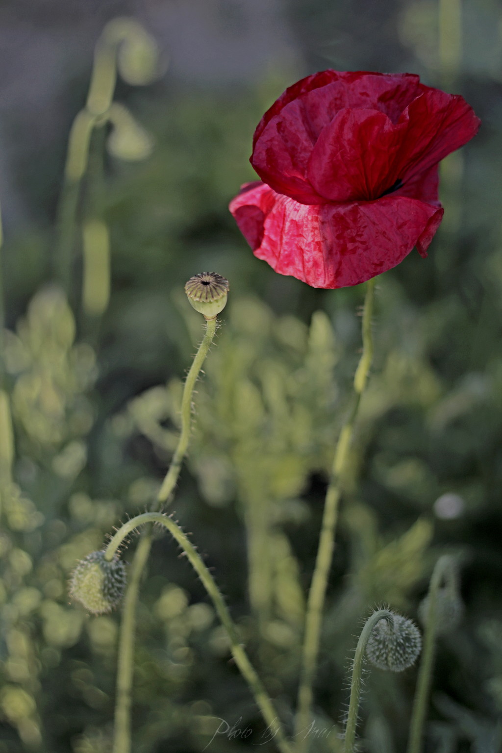 _MG_9459a.JPG
