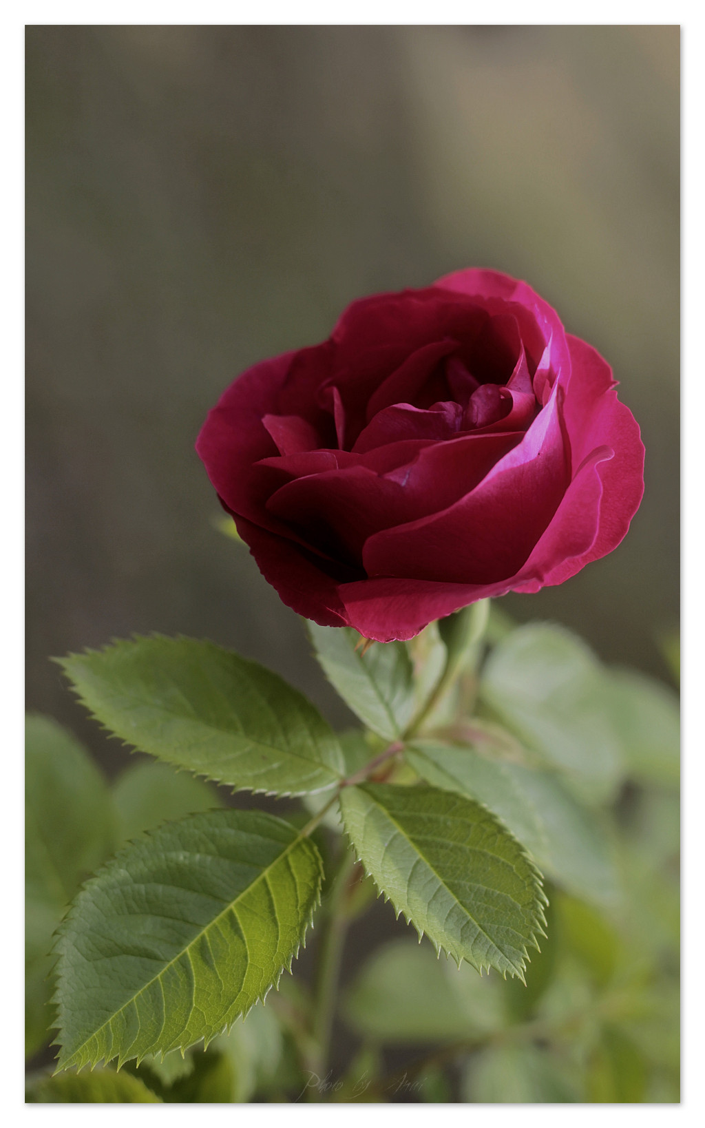 rose.jpg