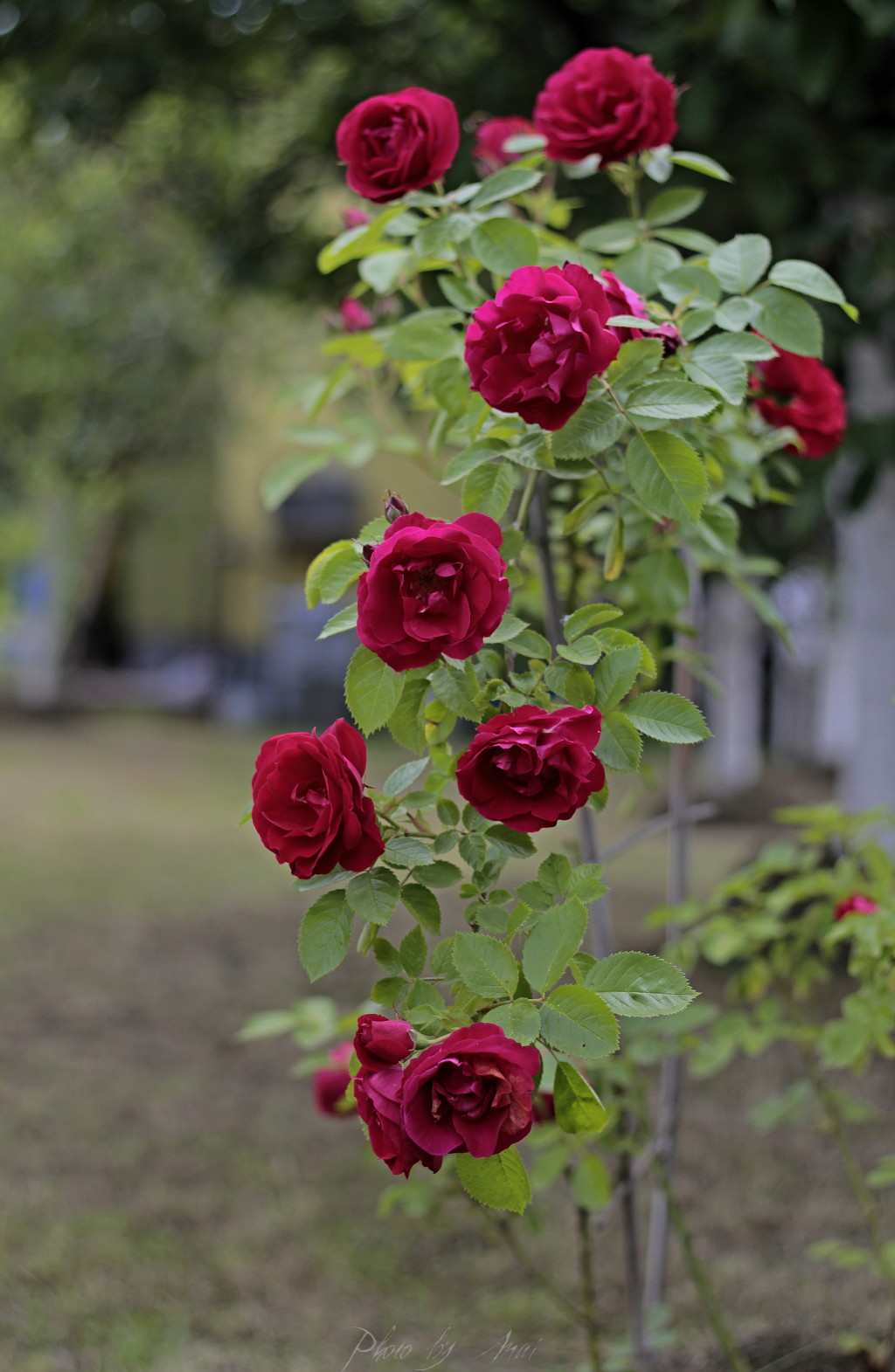 _MG_9520a.JPG